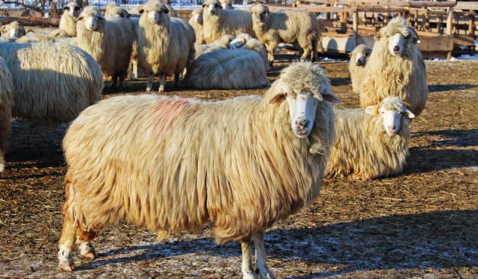 Ciobanii riscă cinci ani de închisoare, dacă aruncă lâna oilor. Ce trebuie să facă cu ea