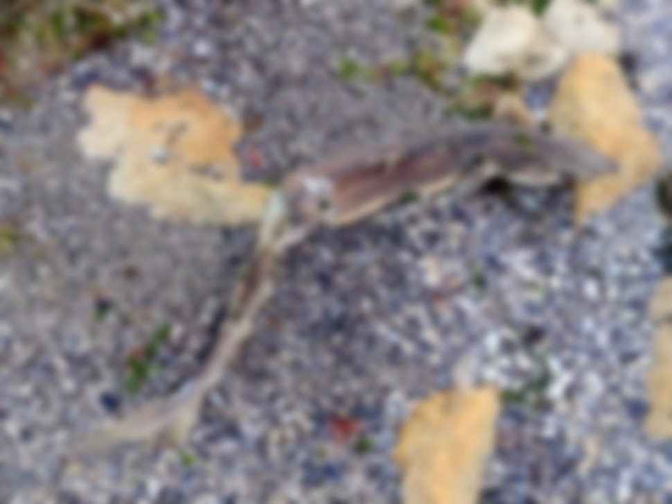 Un rechin dintr-o specie inofensivă a eșuat pe plaja dintre Eforie Sud și Tuzla