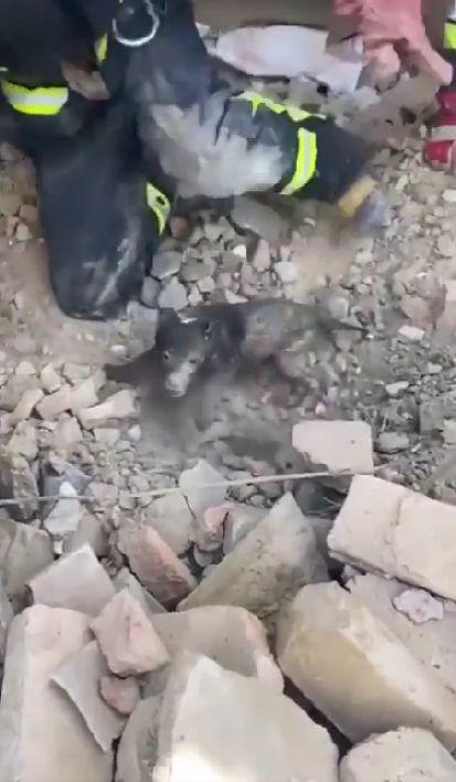 A supraviețuit miraculos după ce a fost îngropat în pământ de bombele rușilor | Imagini cu pompierii care scot la lumină un cățeluș, la Mihailovka 761812