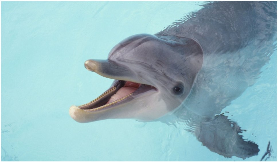 Un delfin a murit, după ce a fost ”hărțuit” de oamenii de pe plajă, în Texas