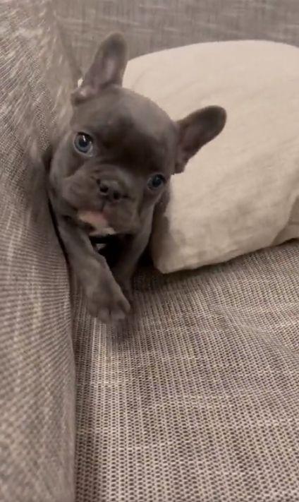 A scăpat din asediul orașului iar ministrul de externe de la Kiev l-a adoptat | El este Marik, cățelușul supraviețuitor din Mariupol  | Informații contradictorii despre ultimii apărători ucraineni 761976