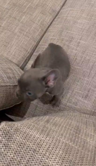 A scăpat din asediul orașului iar ministrul de externe de la Kiev l-a adoptat | El este Marik, cățelușul supraviețuitor din Mariupol  | Informații contradictorii despre ultimii apărători ucraineni 761977