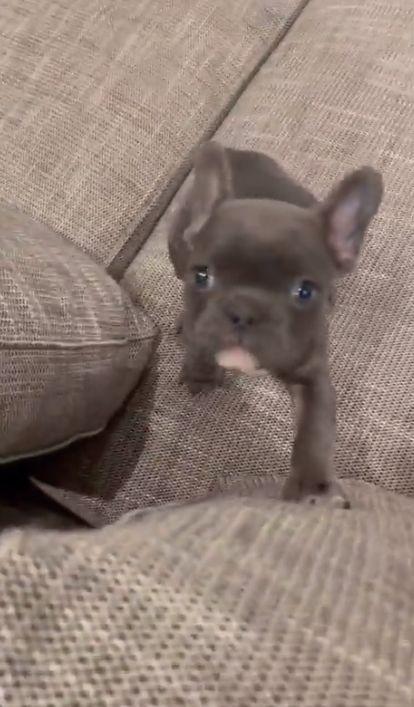 A scăpat din asediul orașului iar ministrul de externe de la Kiev l-a adoptat | El este Marik, cățelușul supraviețuitor din Mariupol  | Informații contradictorii despre ultimii apărători ucraineni 761978