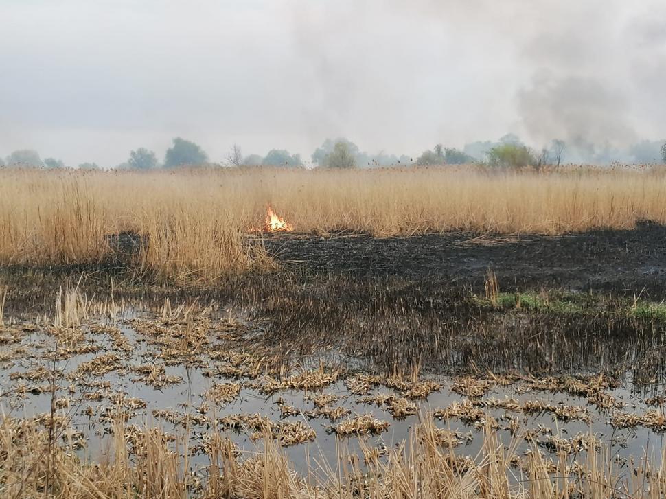 Incendiu puternic în Delta Dunării. Arde o suprafață mare de stuf, în apropierea caselor 762400