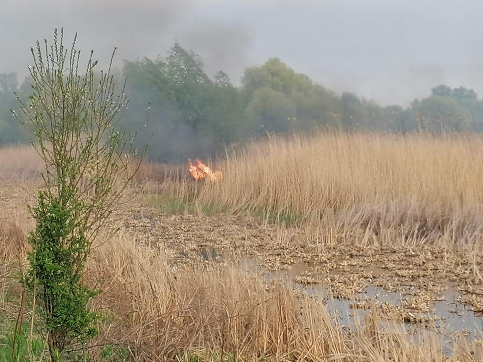 Incendiu puternic în Delta Dunării. Arde o suprafață mare de stuf, în apropierea caselor 762402