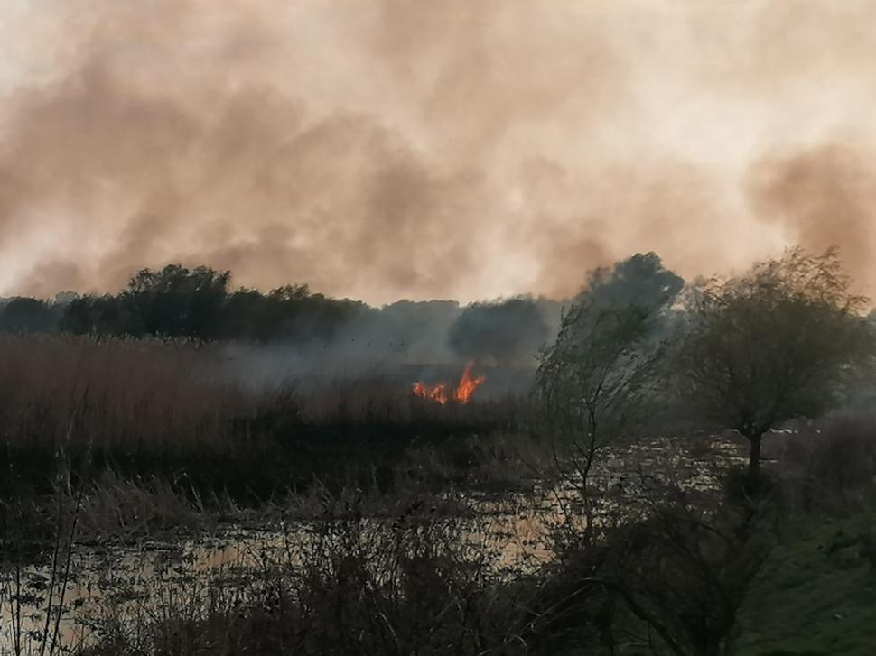 Incendiu puternic în Delta Dunării. Arde o suprafață mare de stuf, în apropierea caselor 762403