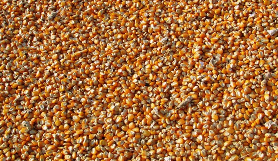 Ucraina restricționează de astăzi exporturile de cereale și semințe către România, prin două puncte de trecere a frontierei