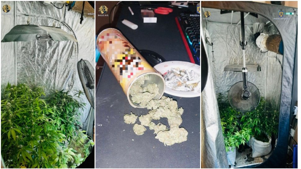 Un bărbat a înființat o cultură de cannabis "indoor", în locuința sa din Piatra Neamț