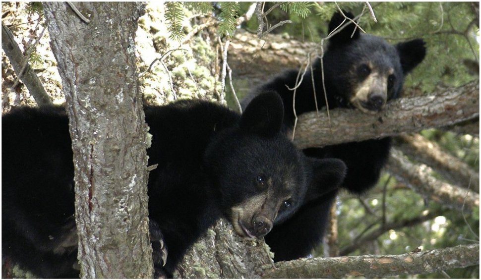 Un bărbat a constatat, la venirea primăverii, că cinci urși au hibernat sub casa lui toată iarna, în SUA