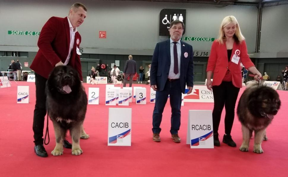 Dracula, câinele ciobănesc caucazian, crescut de un pompier ISU, care a obținut titlul de Campion European la Paris 764164