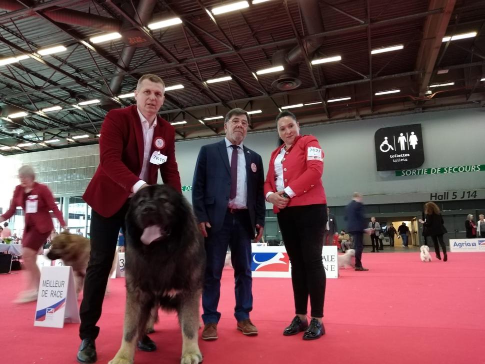 Dracula, câinele ciobănesc caucazian, crescut de un pompier ISU, care a obținut titlul de Campion European la Paris 764165