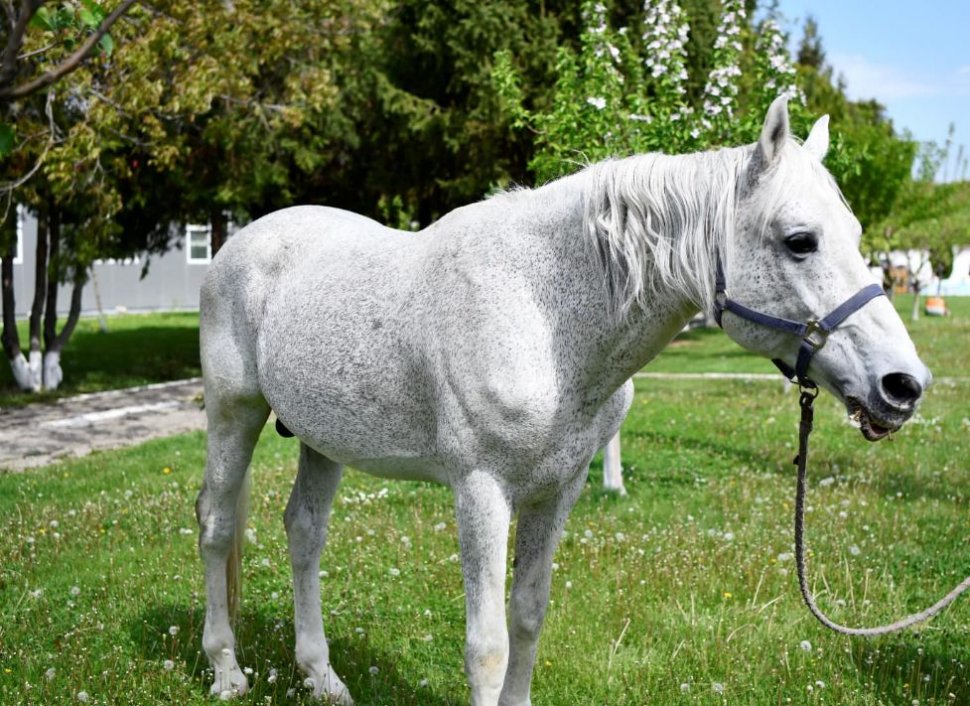 Jandarmeria Română oferă spre adopţie un cal în vârstă de aproape 18 ani. Răspunde la numele de Şarlatan