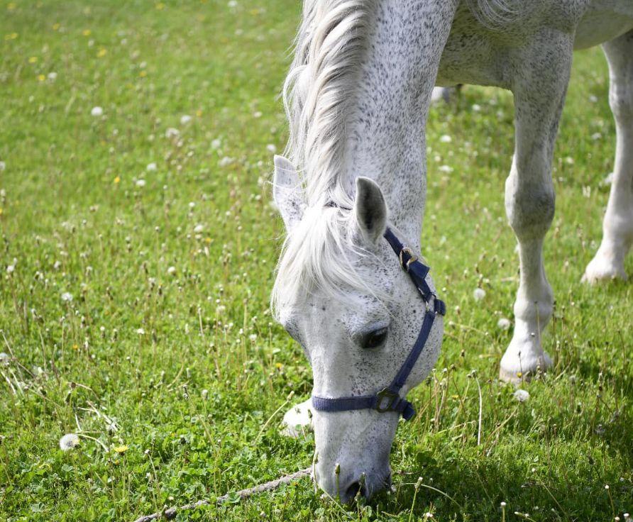 Jandarmeria Română oferă spre adopţie un cal în vârstă de aproape 18 ani. Răspunde la numele de Şarlatan 764393