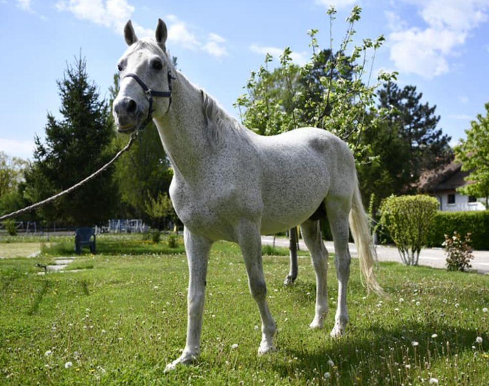 Jandarmeria Română oferă spre adopţie un cal în vârstă de aproape 18 ani. Răspunde la numele de Şarlatan 764394