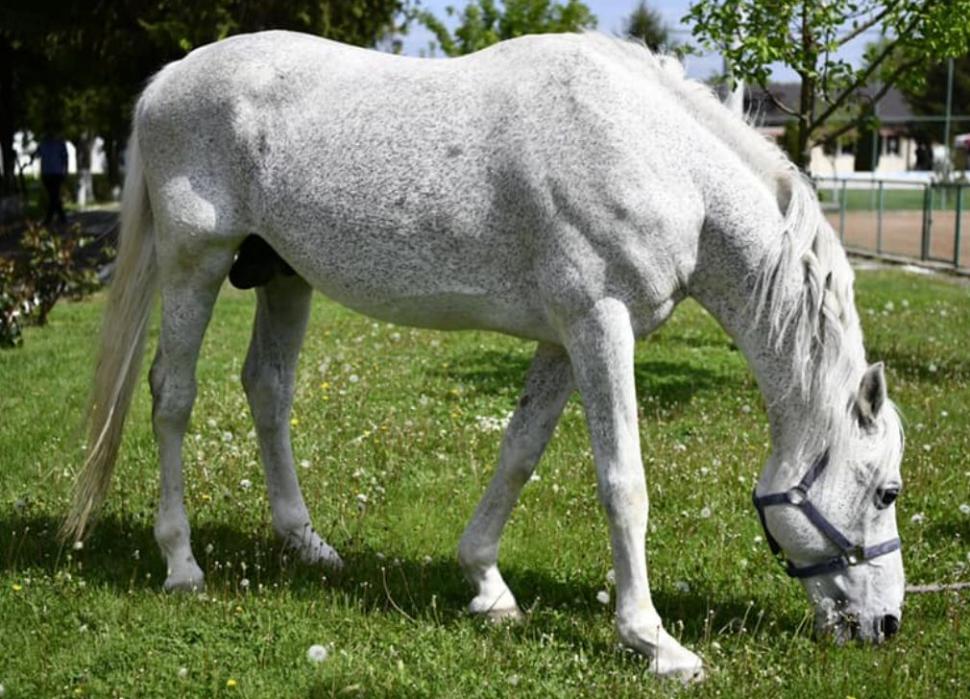 Jandarmeria Română oferă spre adopţie un cal în vârstă de aproape 18 ani. Răspunde la numele de Şarlatan 764395