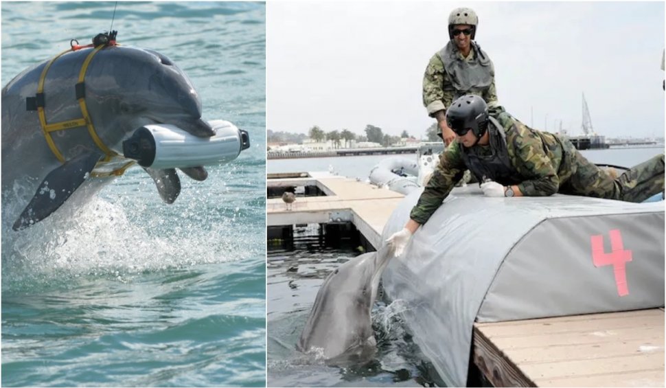Delfini din România antrenaţi să pună bombe, o poveste dezvăluită acum de un doctor în științe medicale veterinare