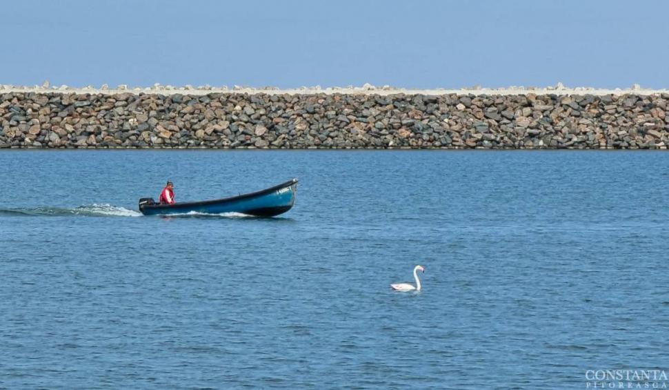 Imagini spectaculoase de la Constanța. Un flamingo a fost surprins în Marea Neagră 764831