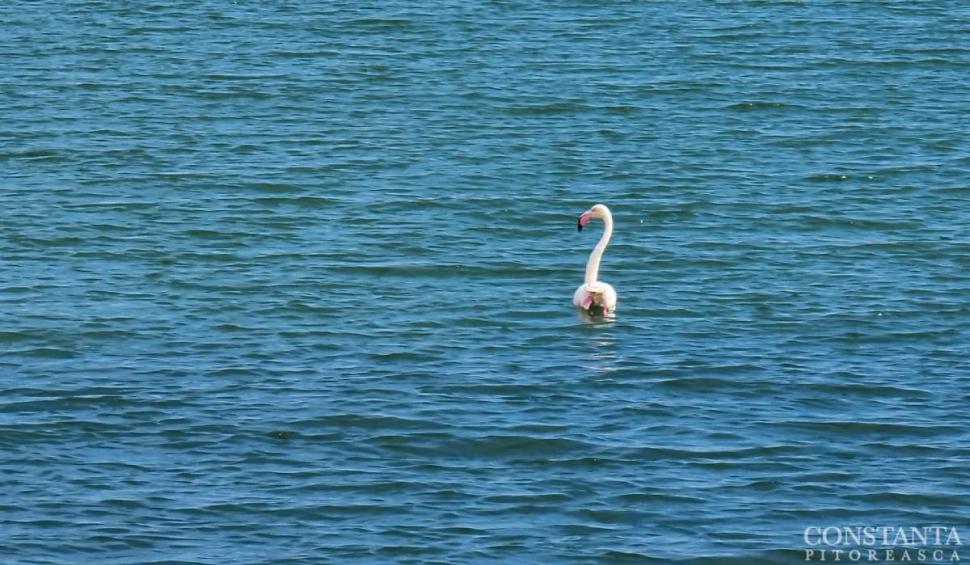 Imagini spectaculoase de la Constanța. Un flamingo a fost surprins în Marea Neagră 764832