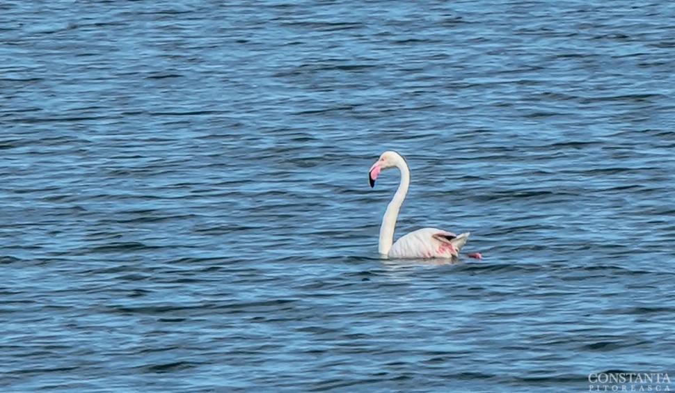 Imagini spectaculoase de la Constanța. Un flamingo a fost surprins în Marea Neagră 764833