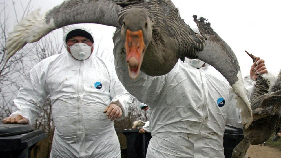 Primul caz de gripă aviară H5 la om, în SUA. Este al doilea caz în lume