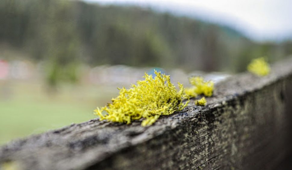 5 idei inspirate pentru decorațiuni cu licheni