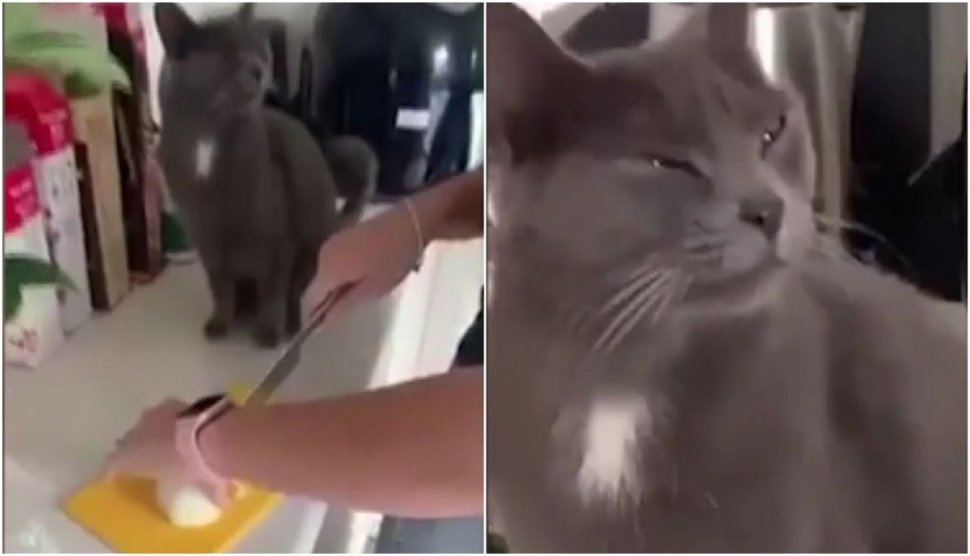 O pisică lăcrimează în timp ce stăpâna ei taie ceapă. Imagini devenite virale
