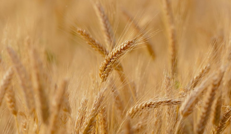 Rușii au furat câteva sute de mii de tone de cereale din Ucraina