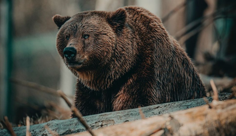 Un adolescent a fost atacat de urs, în Prahova. A fost emis Ro-Alert - Alertă extremă