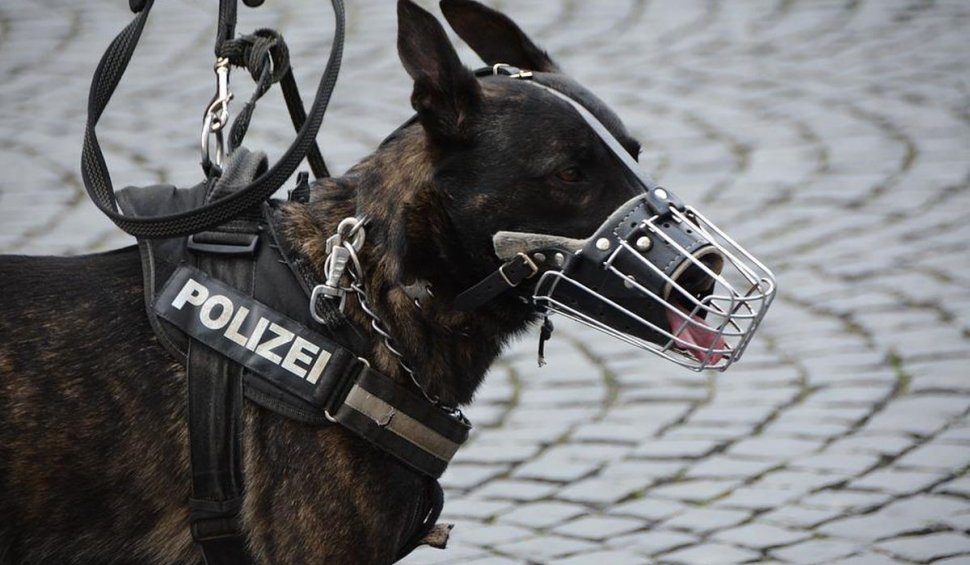 Un câine polițist a scăpat de închisoare un traficant de droguri, după ce a mâncat din "marfă", în Franţa