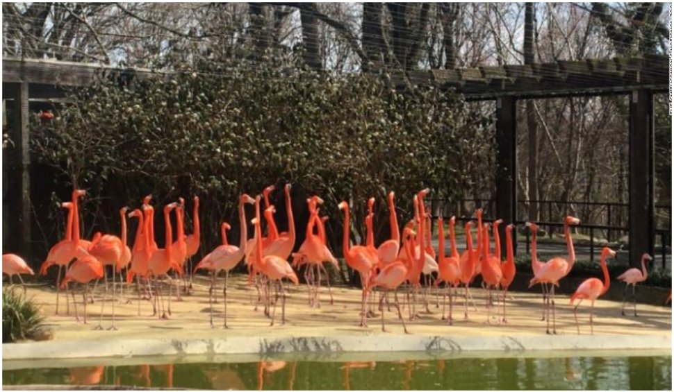 O vulpe sălbatică, ”în vizită” la o grădină zoologică: a ucis 25 de flamingo și o rață, în SUA
