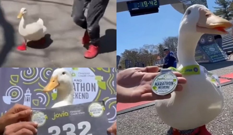 O rață a cucerit internetul, după ce a participat la un maraton. Cum arătă pantofii sport speciali pentru ea