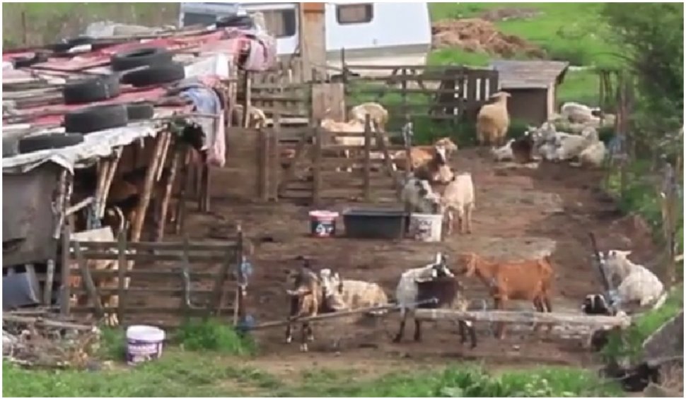 Masacru la o stână din Alba: 120 de oi au fost ucise de o haită de lupi prădători
