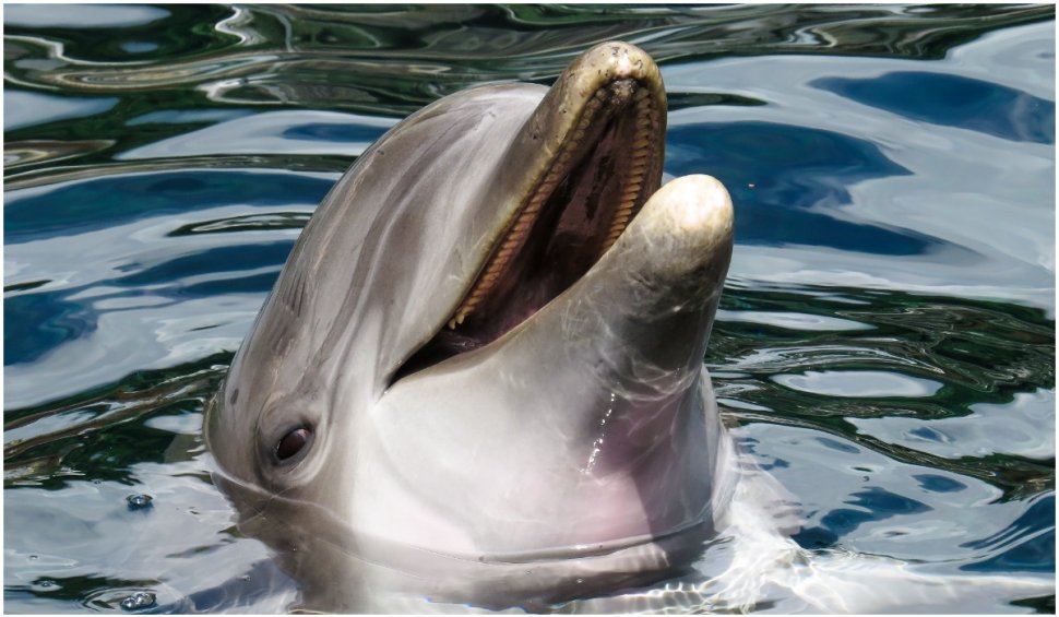 Zeci de delfini morți în Marea Neagră | Oamenii de știință spun că războiul din Ucraina ar putea fi cauza
