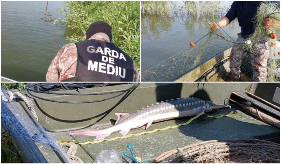 Razie pe Dunăre: Garda de Mediu a găsit sute de kilograme de peşte în plasele amplasate ilegal