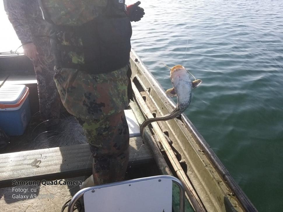 Razie pe Dunăre: Garda de Mediu a găsit sute de kilograme de peşte în plasele amplasate ilegal 767482