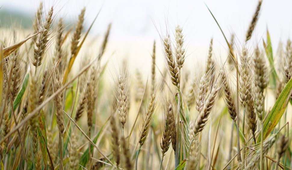 Prima ţară din lume care autorizează plantarea grâului modificat genetic