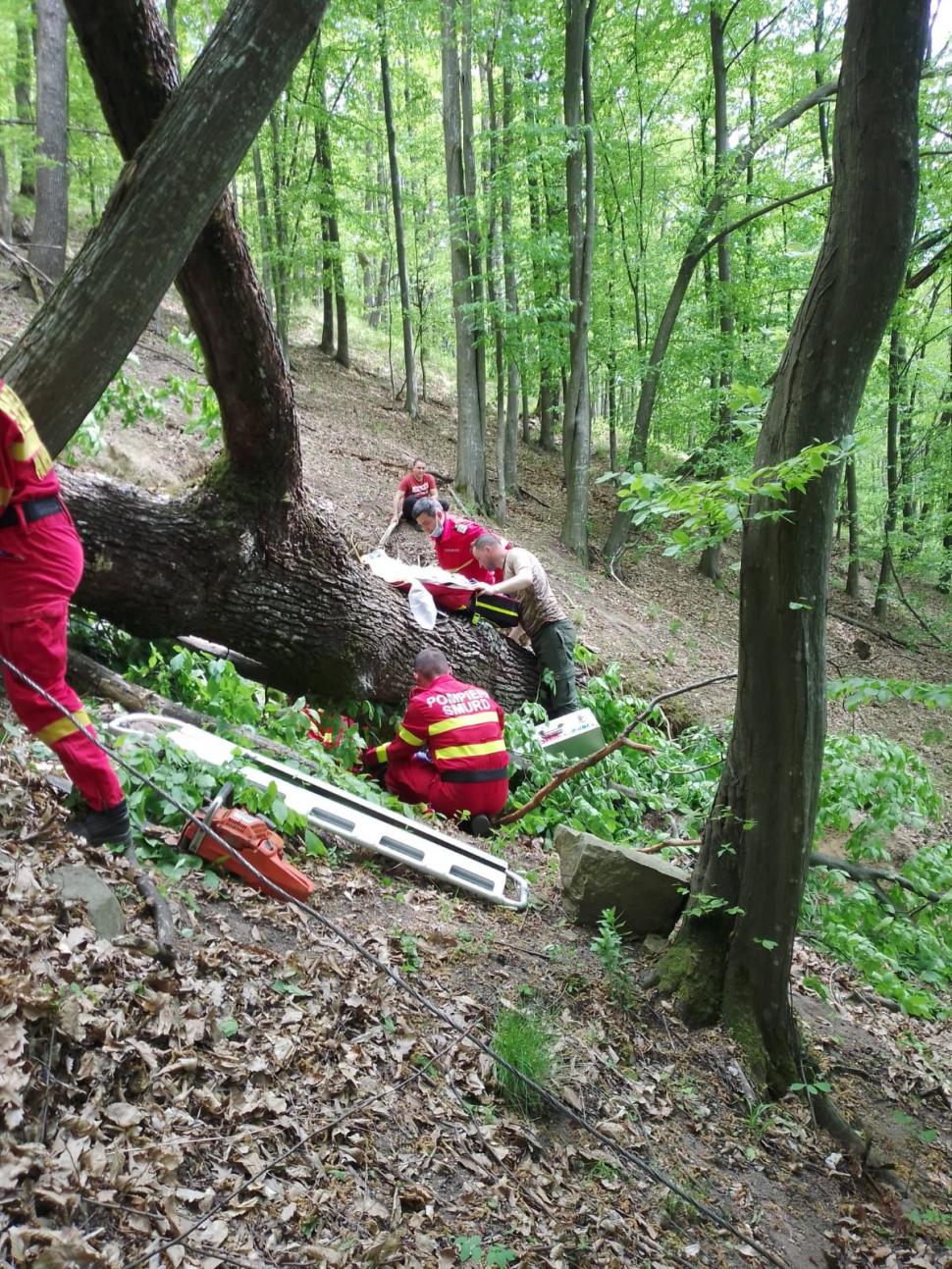 Tragedie într-o pădure din Sibiu! Un bărbat şi-a pierdut viaţa, după ce copacul pe care îl tăia, a căzut peste el 767851