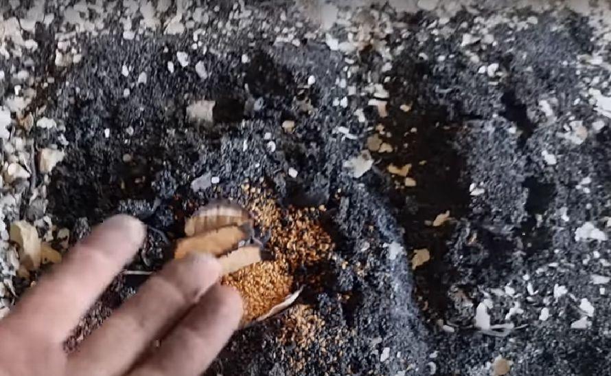 Armata lui Putin a distrus la Harkov banca genetică unică în lume pe care Hitler a cruțat-o 768318