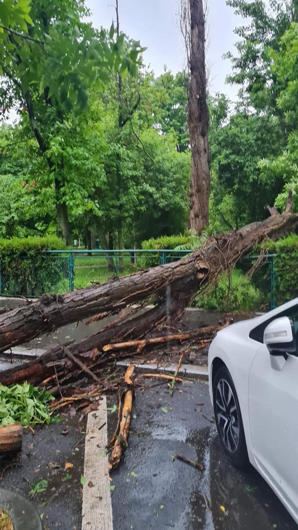 Ploaia torențială din București a adus inundații pe bulevardele mari și copaci căzuți 768425