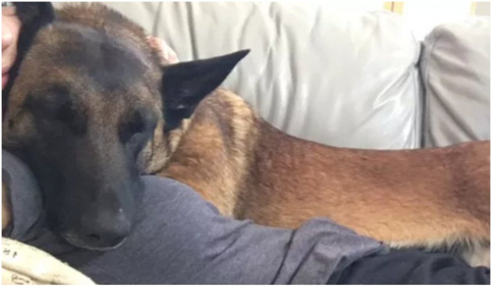 Un câine a ajuns erou, dar se zbate între viață și moarte, după ce s-a luptat cu o pumă ca să-și salveze stăpâna