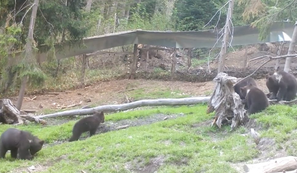Imagini cu un grup de ursuleți la "grădiniță", publicate de orfelinatul de urși din Munții Hășmaș