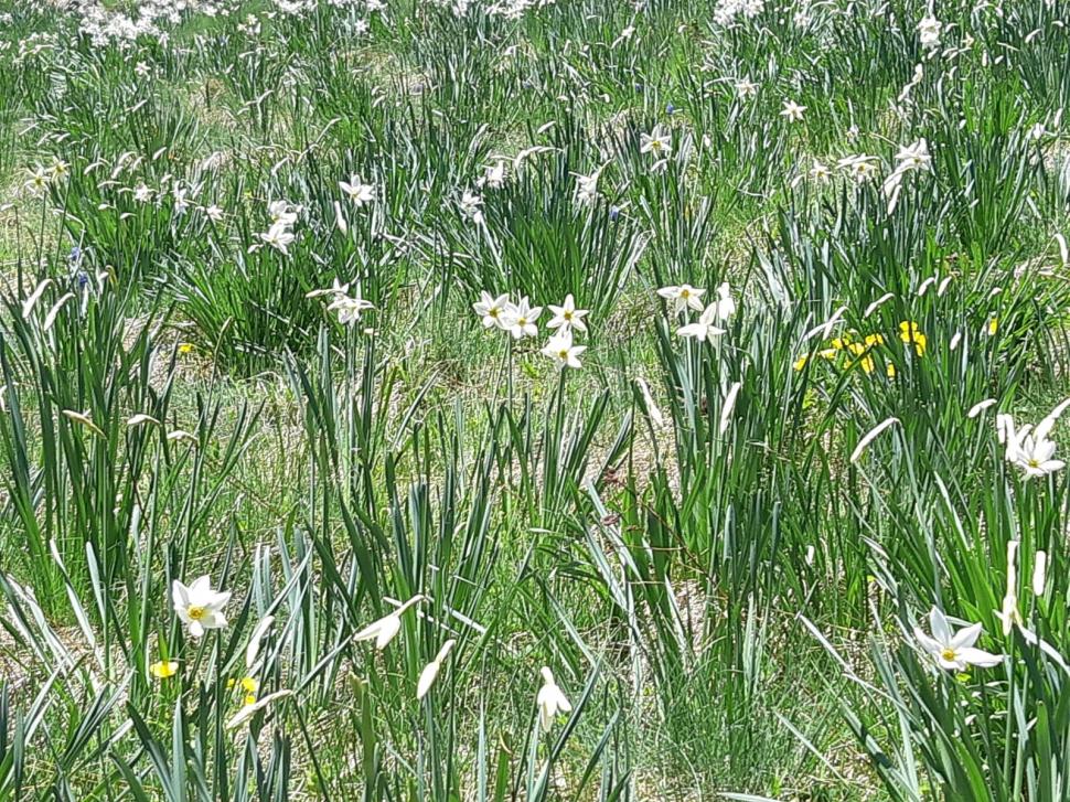 Poiana cu Narcise din Munții Rodnei poate fi vizitată de turiști din acest weekend. Pe tot parcursul drumului veţi fi însoţiţi de "omuleţul portocaliu" 768980