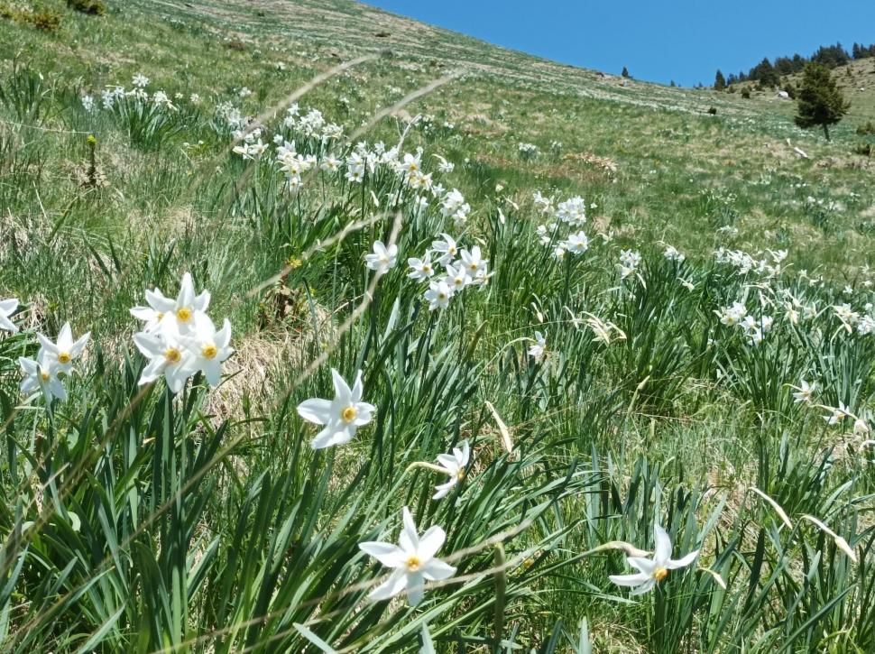 Poiana cu Narcise din Munții Rodnei poate fi vizitată de turiști din acest weekend. Pe tot parcursul drumului veţi fi însoţiţi de "omuleţul portocaliu" 768981