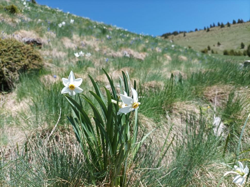 Poiana cu Narcise din Munții Rodnei poate fi vizitată de turiști din acest weekend. Pe tot parcursul drumului veţi fi însoţiţi de "omuleţul portocaliu" 768982