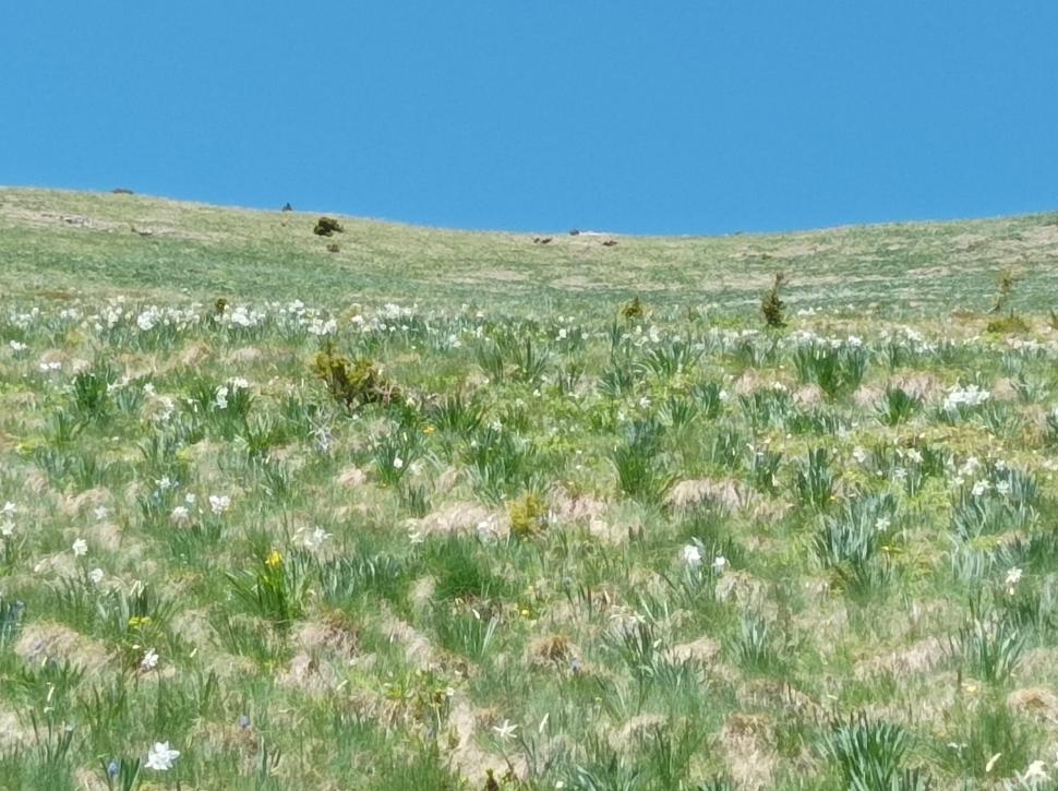 Poiana cu Narcise din Munții Rodnei poate fi vizitată de turiști din acest weekend. Pe tot parcursul drumului veţi fi însoţiţi de "omuleţul portocaliu" 768983