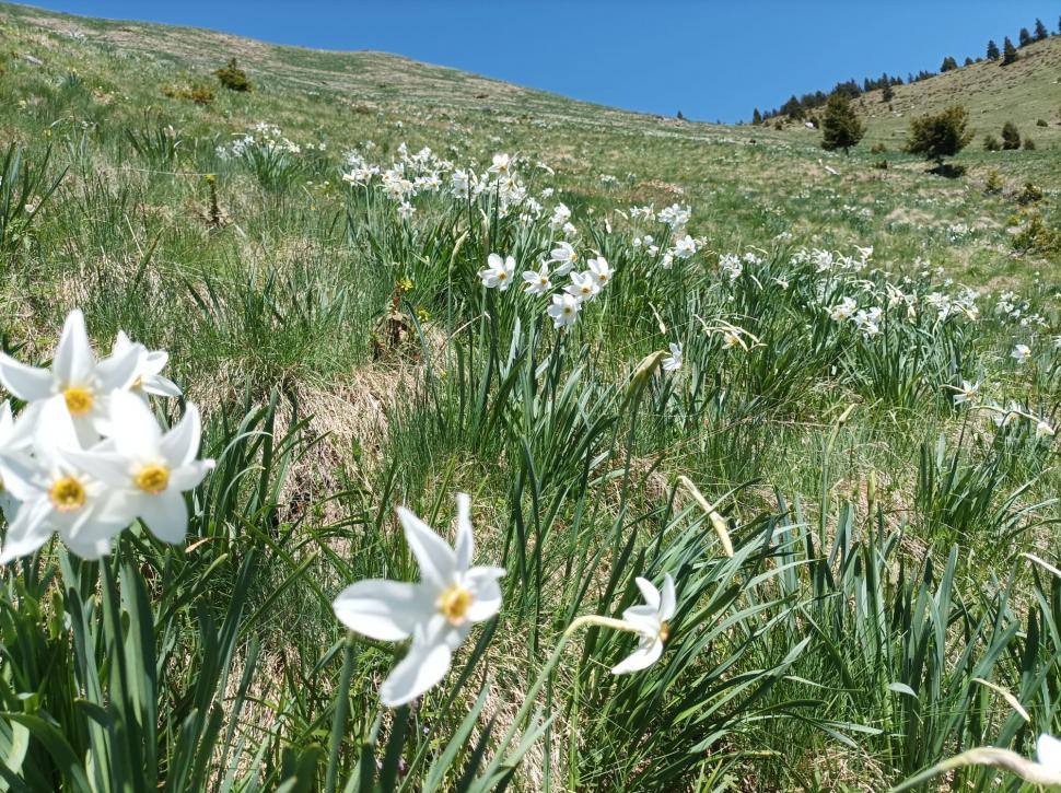 Poiana cu Narcise din Munții Rodnei poate fi vizitată de turiști din acest weekend. Pe tot parcursul drumului veţi fi însoţiţi de "omuleţul portocaliu" 768984