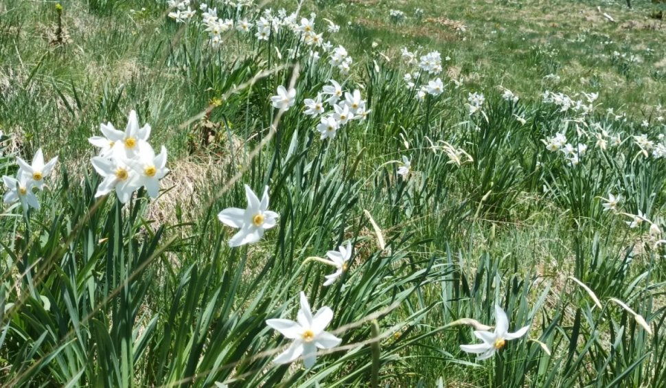 Poiana cu Narcise din Munții Rodnei poate fi vizitată de turiști din acest weekend. Pe tot parcursul drumului veţi fi însoţiţi de "omuleţul portocaliu"