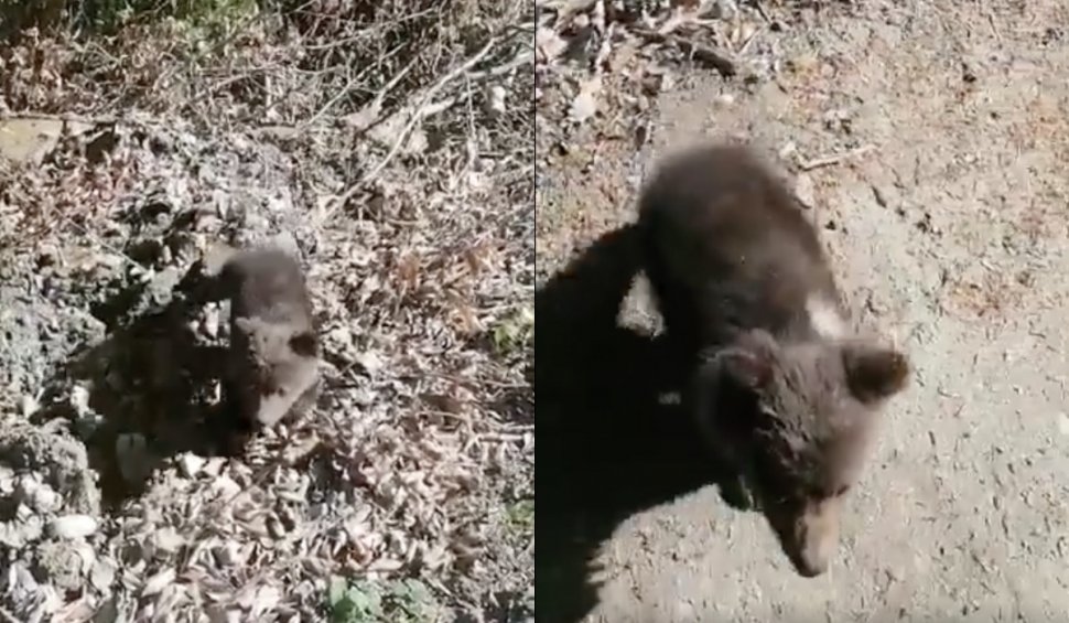 Ursuleţul "Norocel", salvat de jandarmii din Bacău: "M-a impresionat foarte mult când acest micuț pui de urs a venit fără teamă către noi"