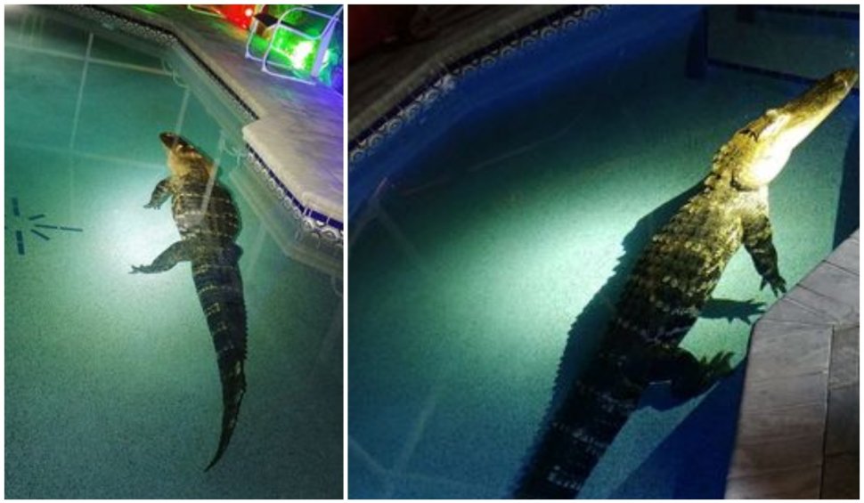 Imagini inedite. Un aligator de 550 de kilograme prins când făcea baie în piscina unei familii din Florida: "A sfâşiat paravanul pentru a ajunge la apa rece"