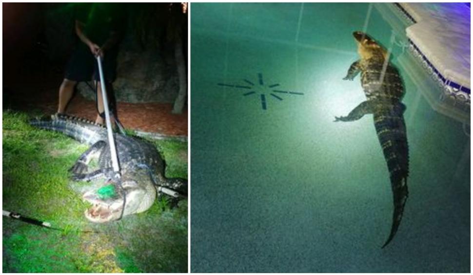 Imagini inedite. Un aligator de 550 de kilograme prins când făcea baie în piscina unei familii din Florida: "A sfâşiat paravanul pentru a ajunge la apa rece" 769255